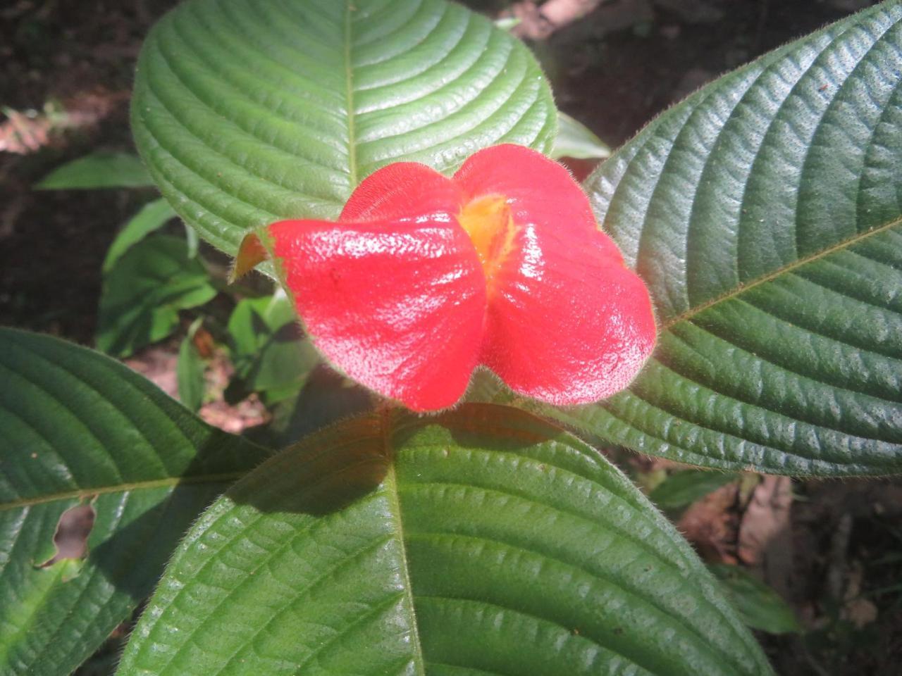 Hickatee Cottages, Belize, Central America Punta Gorda Exteriér fotografie